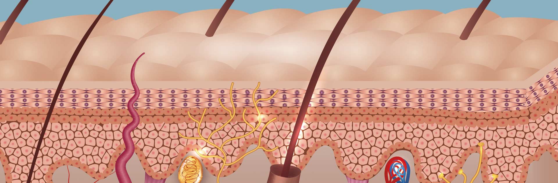 Imagen del tratamiento de Bioestimulación Capilar BioDermia